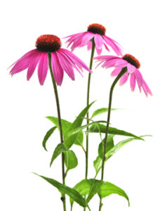 echinacea