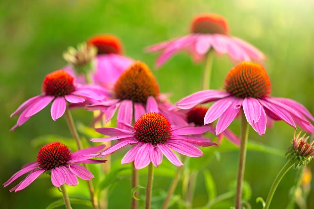 echinacea