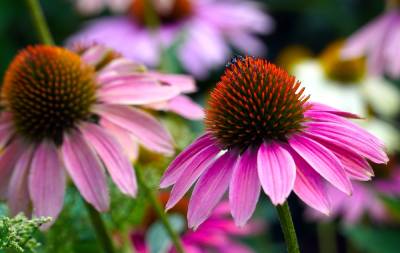 echinacea