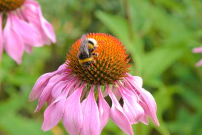 echinacea na imunitu